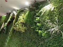 甘肃绿植墙 室内植物墙多钱一平方 立体绿化 酒店商场绿化 金森造景