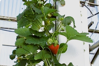 拉锁系统可种植草莓