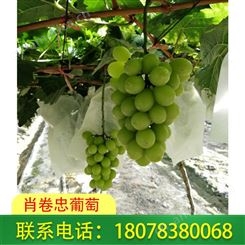 广西桂林兴安肖卷忠阳光玫瑰葡萄已经上市啦！