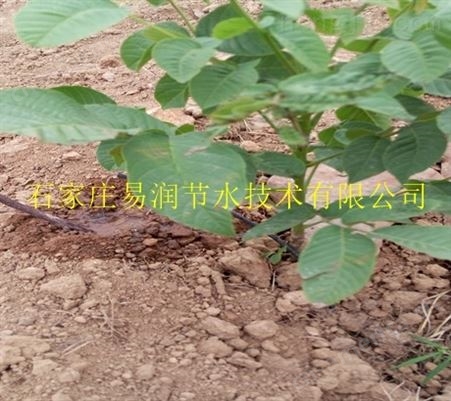 会宁县滴灌厂家提供小管出流规划设计_安装